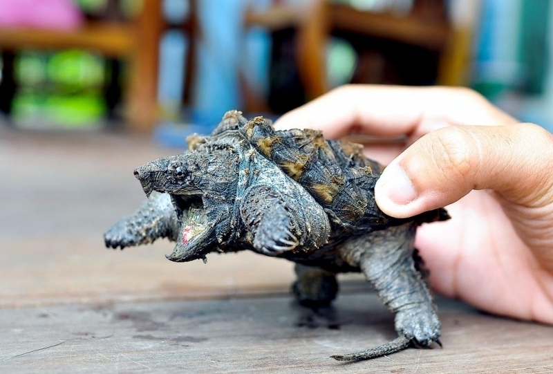 alligator snapping turtle plush