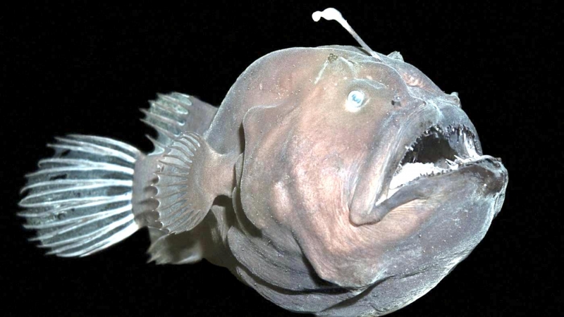 Anglerfish – "OCEAN TREASURES" Memorial Library
