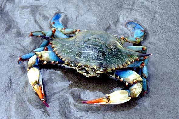 Blue Crab – "OCEAN TREASURES" Memorial Library