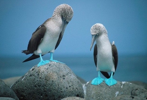 Blue Footed Boob 39