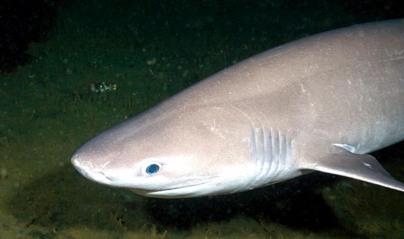 「Bluntnose sixgill shark」の画像検索結果