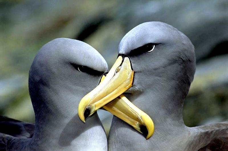 2-chatham-albatross-thalassarche-eremita
