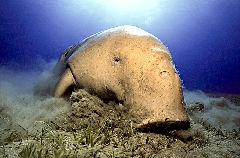 Dugong – "OCEAN TREASURES" Memorial Library
