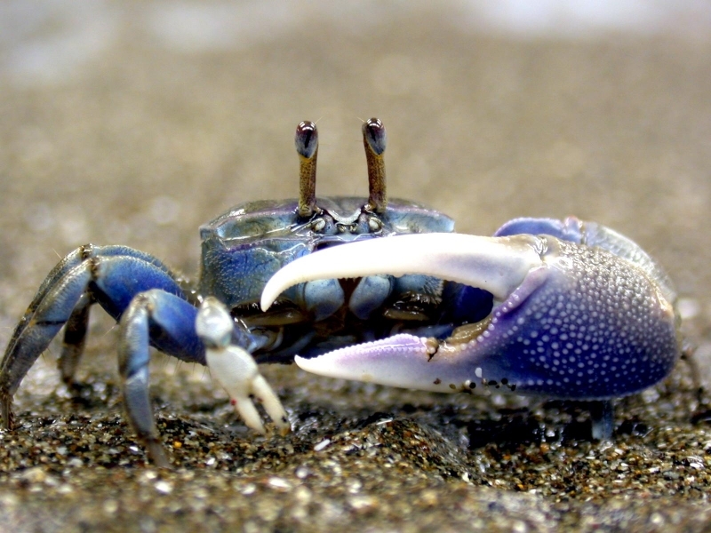 Fiddler Crab – "OCEAN TREASURES" Memorial Library