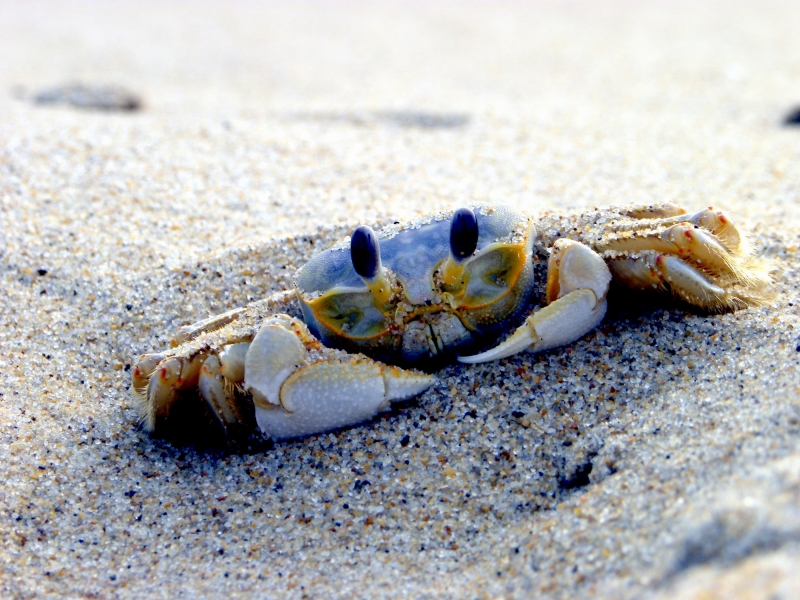 Ghost Crab "OCEAN TREASURES" Memorial Library