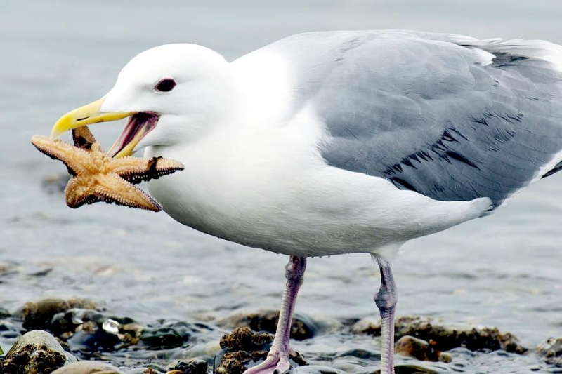 Glaucous Winged Gull Diet Meal Plans