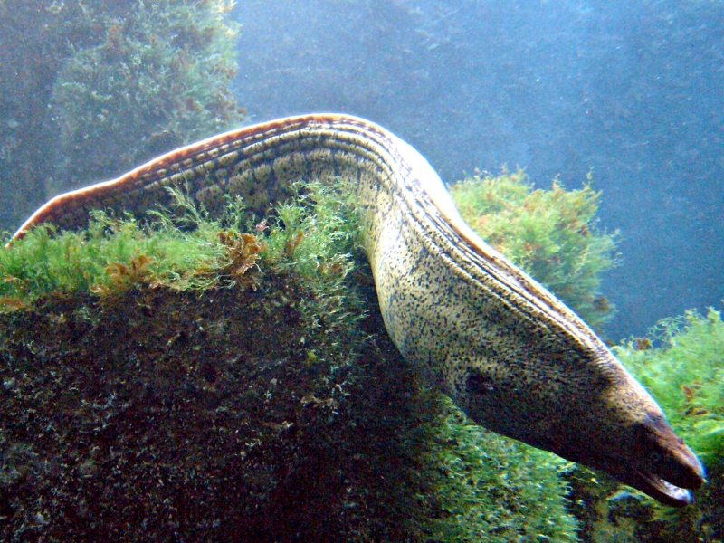 Giant Moray Eel – "OCEAN TREASURES" Memorial Library