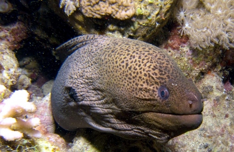 Giant Moray Eel – "OCEAN TREASURES" Memorial Library