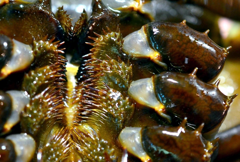 Horseshoe Crab – "OCEAN TREASURES" Memorial Library