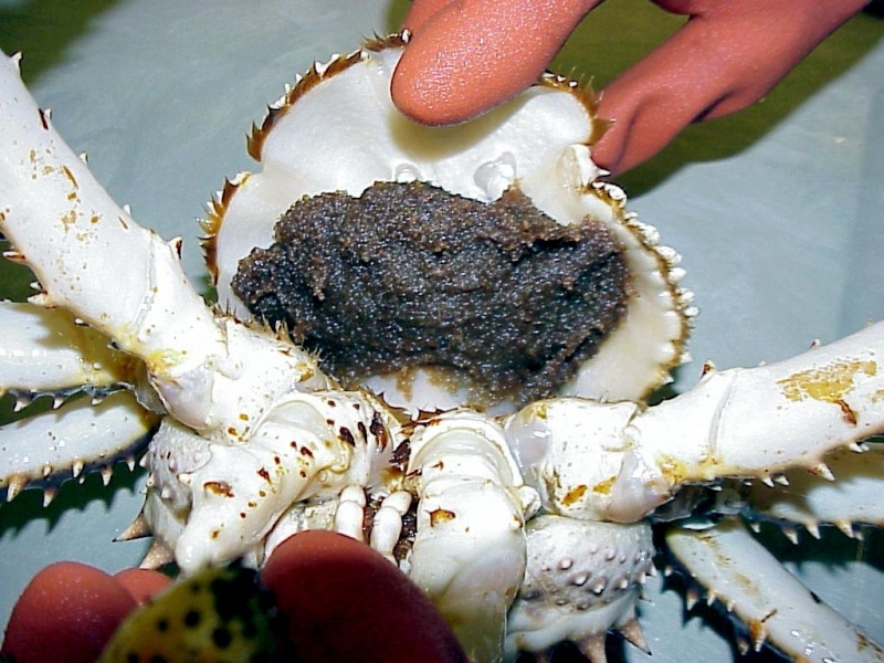 King Crab – "OCEAN TREASURES" Memorial Library Treasures From The Sea King Crab Legs