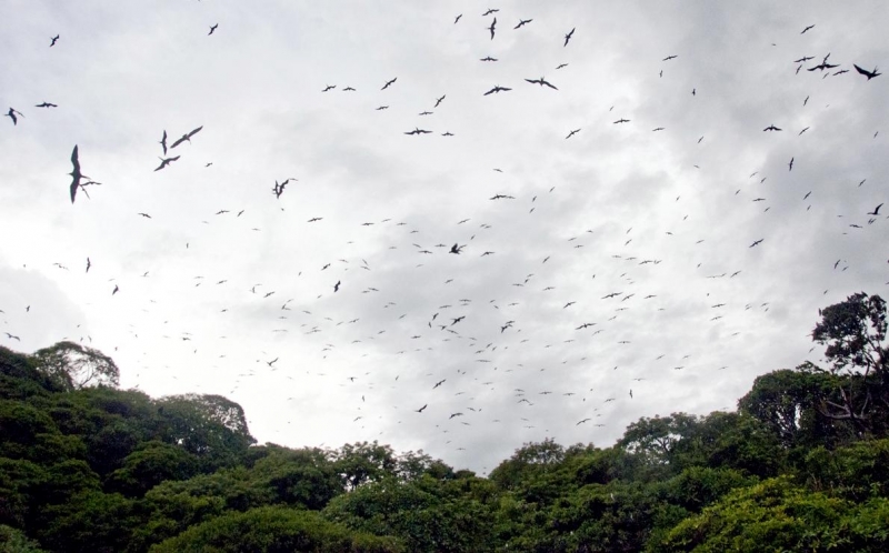 Magnificent-Frigatebirds-in-the-sky-El-Salvador.jpg