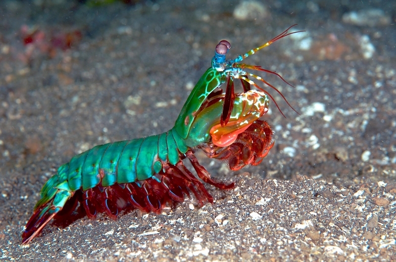 mantis shrimp