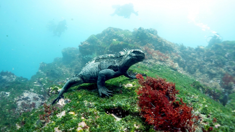 Marine Iguanas Primary Diet Consists Of Several Cells