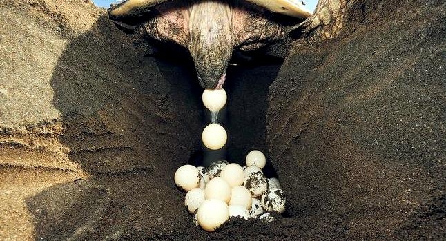How Do Sea Turtles Lay Eggs : Females usually nest during the warmest