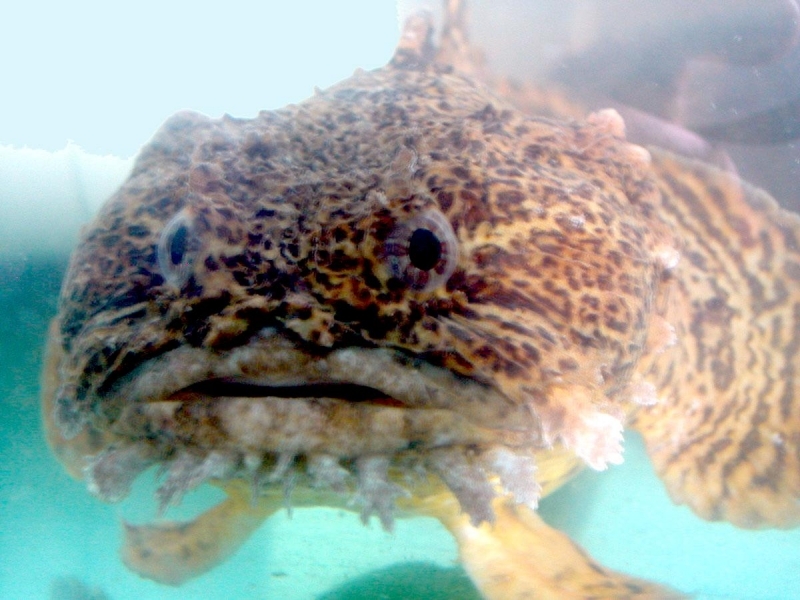 Oyster Toadfish Poisonous