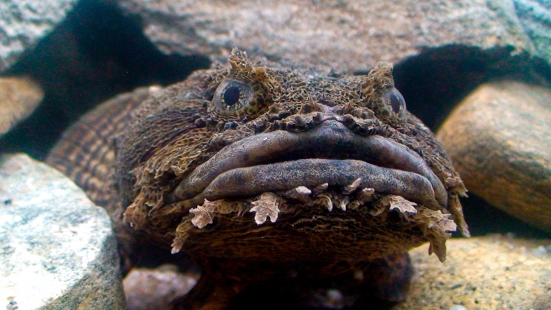 oyster-toadfish-ocean-treasures-memorial-library