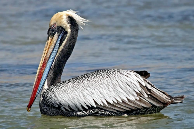 pelicano-peruano-peruvian-pelican-0000004711_1000.jpg