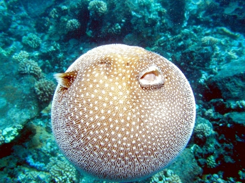 Pufferfish Ocean Treasures Memorial Library