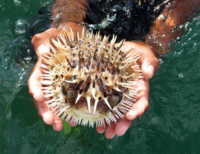 Pufferfish Ocean Treasures Memorial Library