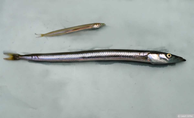 Savage Gear Lures Joebaggs Sandeels Natural Sandeel Oz