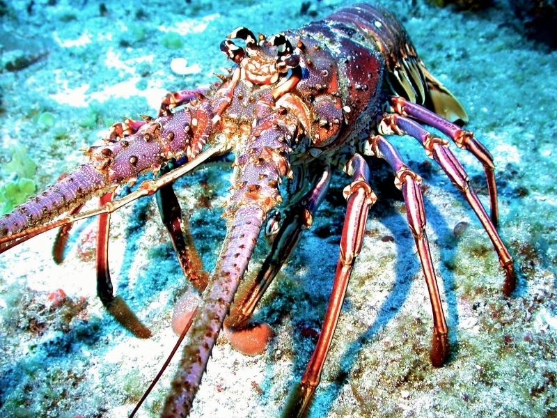 Spiny Lobster Ocean Treasures Memorial Library Of Spiny Lobster