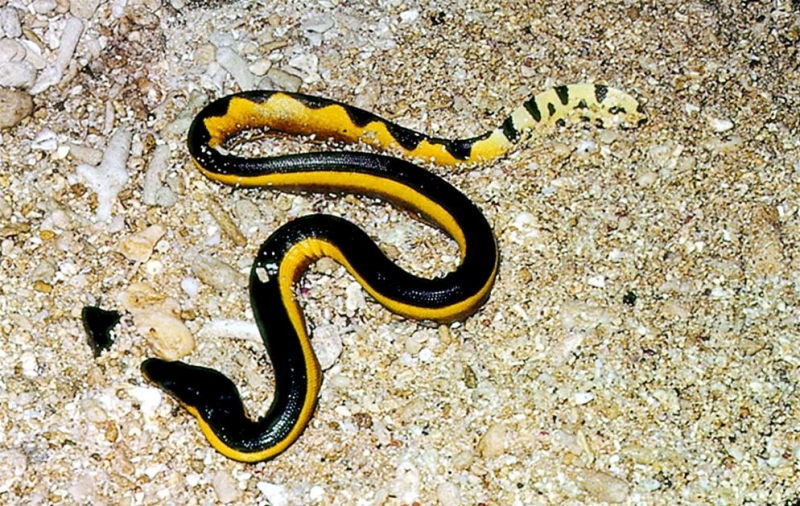 Yellow-bellied Sea Snake – "OCEAN TREASURES" Memorial Library
