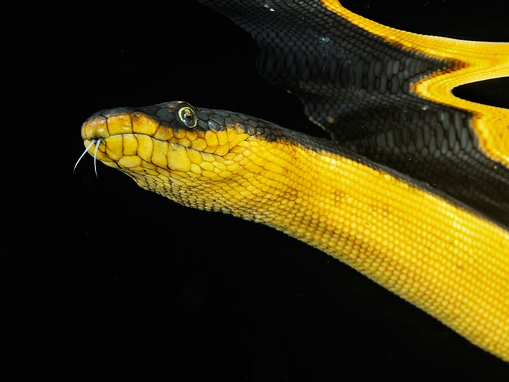 Yellow-bellied Sea Snake – "OCEAN TREASURES" Memorial Library