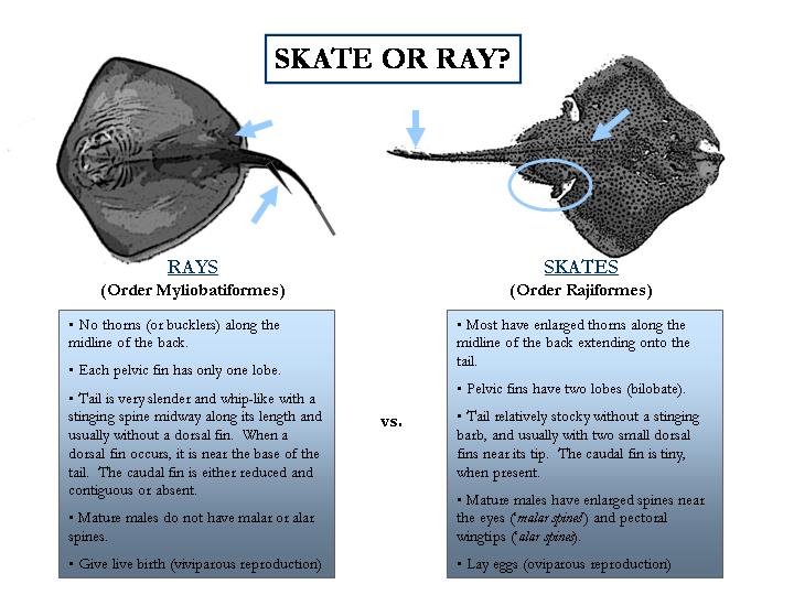 Skate-or-Ray.jpg