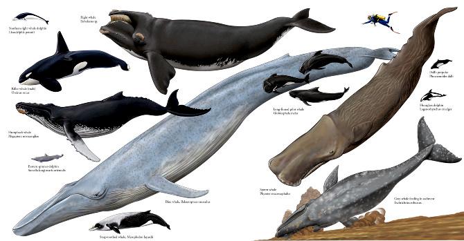 Differences Between Whales Dolphins Porpoises OCEAN TREASURES Differences Between Whales Dolphins Porpoises OCEAN TREASURES