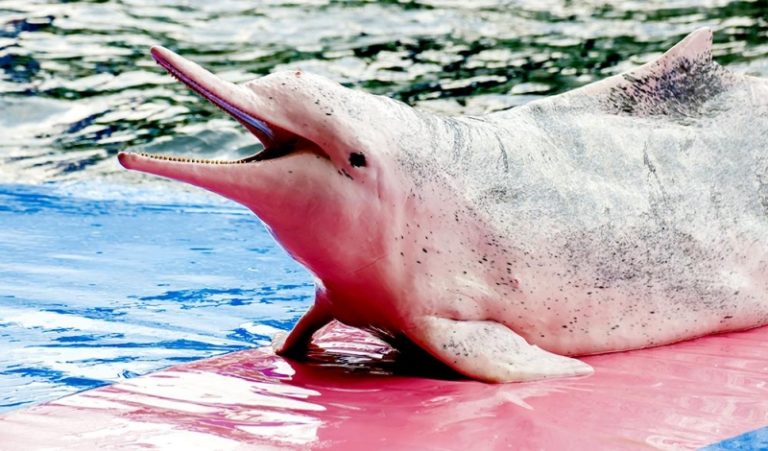 Indo Pacific Humpback Dolphin OCEAN TREASURES Memorial Library