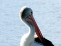 aaa