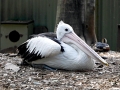 Australian Pelican