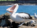 Australian Pelican