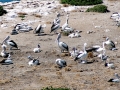 Australian Pelican