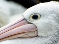 Australian Pelican