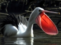 Australian Pelican