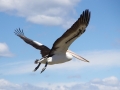 Australian Pelican