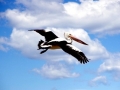 Australian Pelican