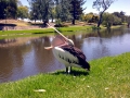 Australian Pelican
