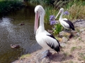 Australian Pelican