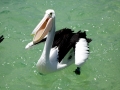 Australian Pelican