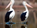 Australian Pelican