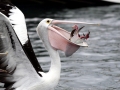 Australian Pelican
