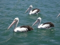 Australian Pelican