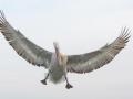 Dalmatian Pelican