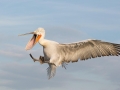 Dalmatian Pelican
