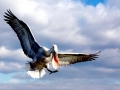 Dalmatian Pelican