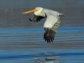 Dalmatian Pelican