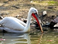 Dalmatian Pelican