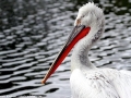Dalmatian Pelican